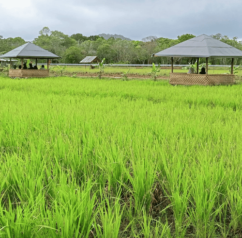 Agrotourism destinations, farms, and gardens in Bintan