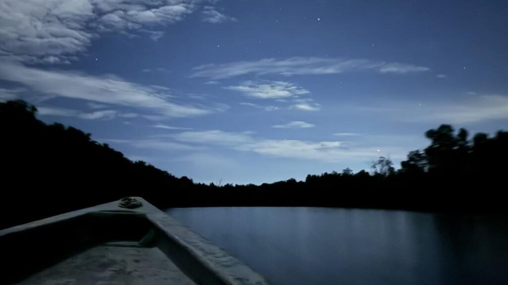 Fireflies glowing in the Bintan mangrove at night