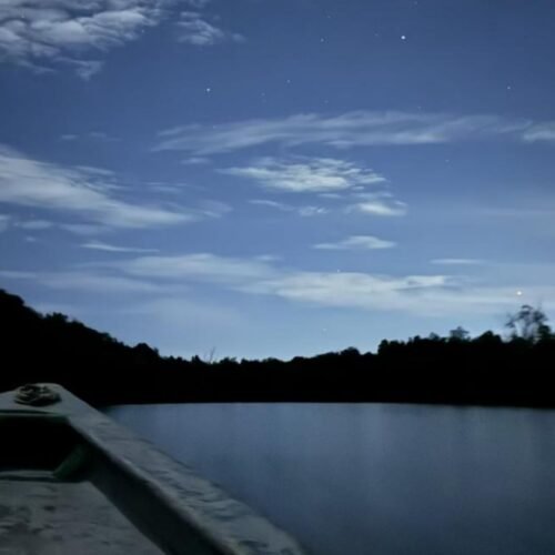 Fireflies glowing in the Bintan mangrove at night