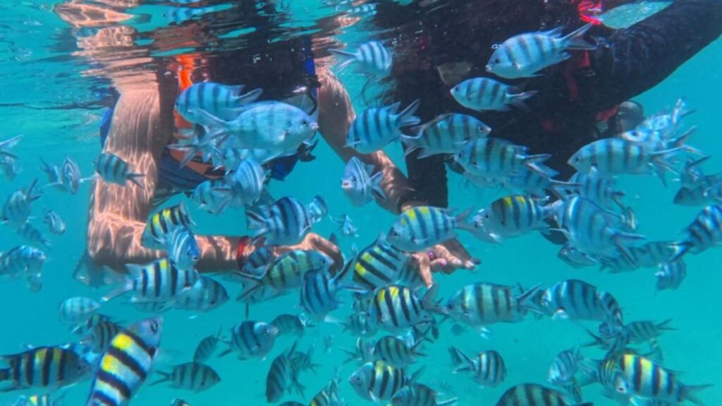Bintan Full Day Tour Package B snorkeling at Trikora Beach