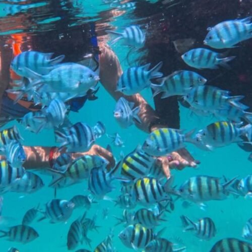 Bintan Full Day Tour Package B snorkeling at Trikora Beach