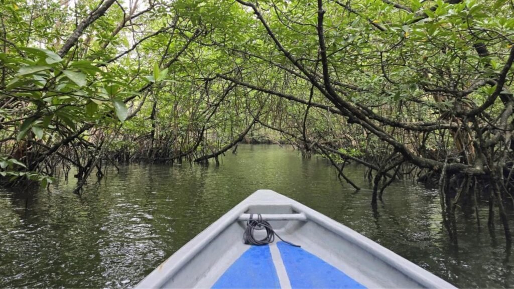 Tropical mangrove forest in Bintan for a nature tour