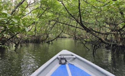 Tropical mangrove forest in Bintan for a nature tour