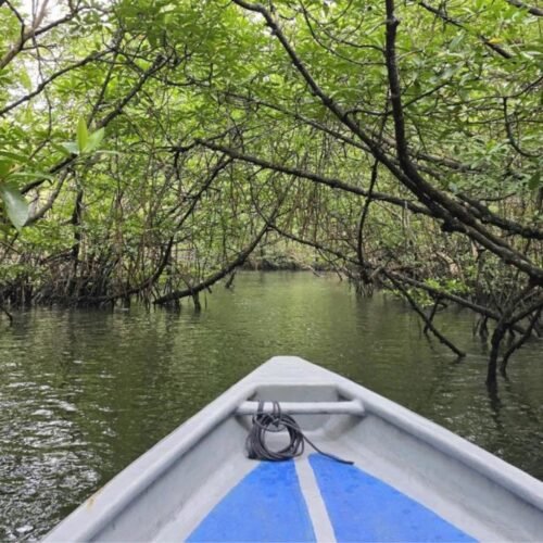 Tropical mangrove forest in Bintan for a nature tour