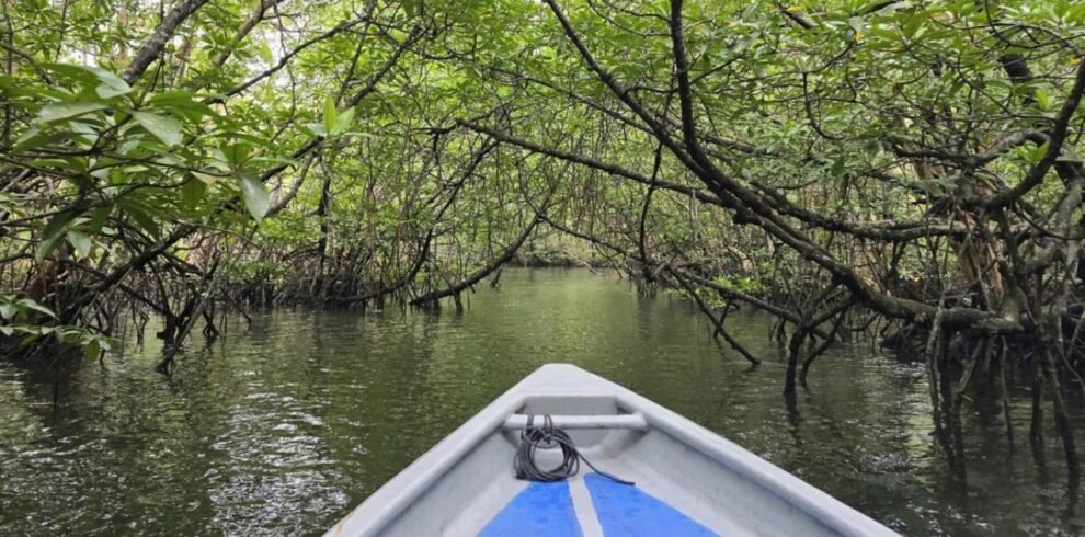 Tropical mangrove forest in Bintan for a nature tour