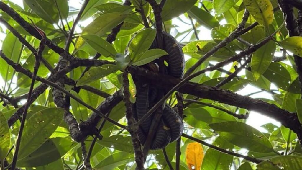 Mangrove tour experience in Bintan tropical surroundings
