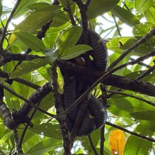 Mangrove tour experience in Bintan tropical surroundings