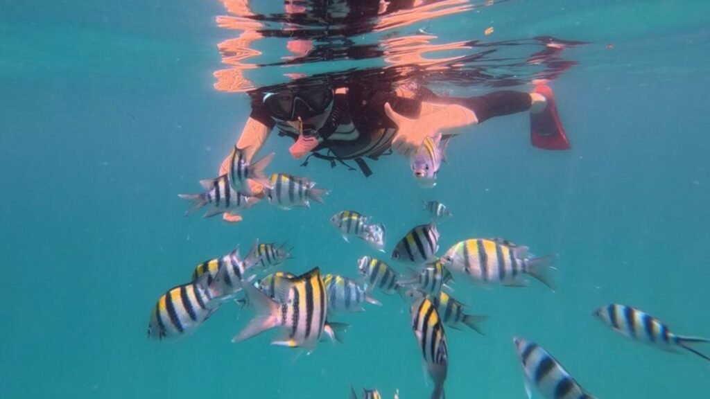 Tropical underwater marine environment for snorkeling