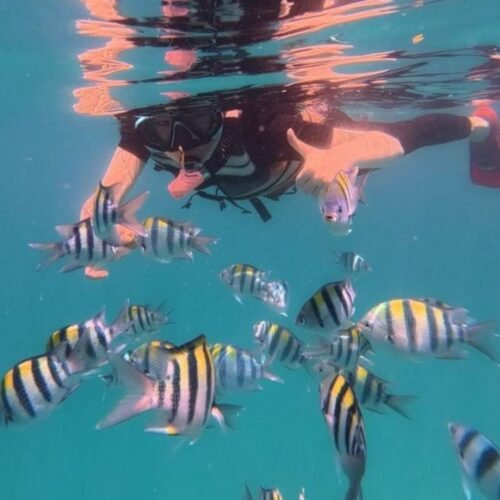 Tropical underwater marine environment for snorkeling