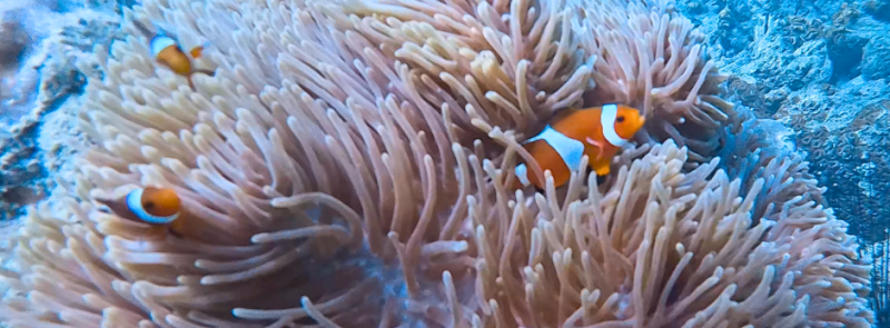 Nemo Nemo