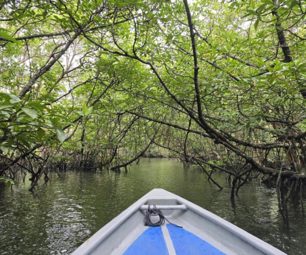 Mangrove Tour