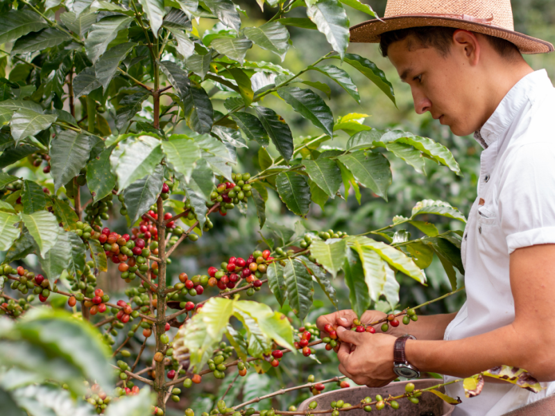 Harvesting Coffe Harvesting Coffe