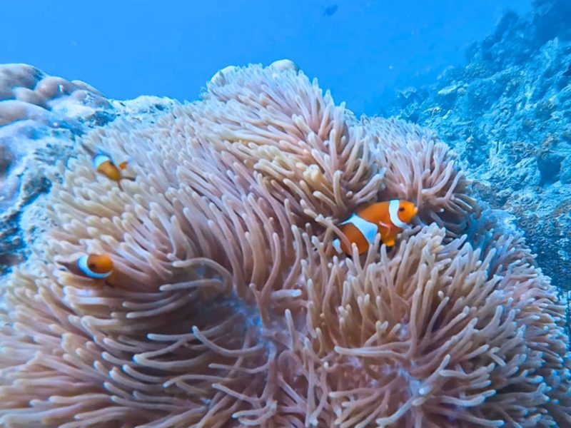 Nemo-fish-in-the-Bintan Sea
